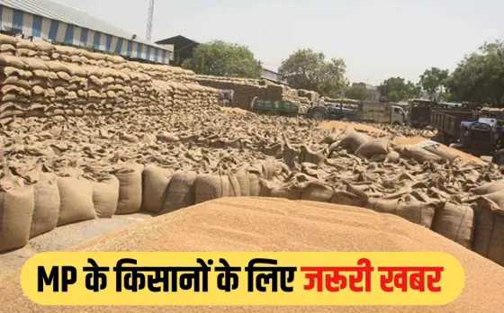 MP में गेहूं उपार्जन के लिए आखिरी अवसर आज, 5 मई को ही स्लॉट बुक कर सकते हैं किसान, दिशा-निर्देश जारी