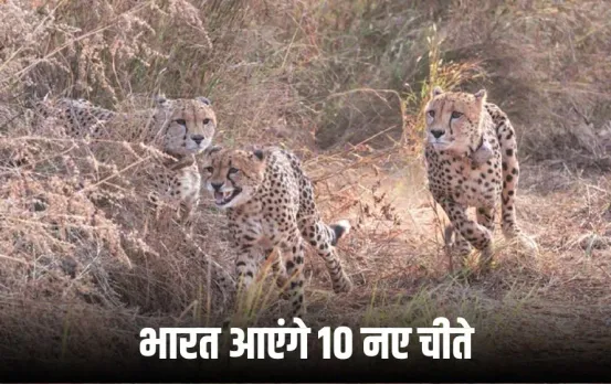 Kuno Cheetah: दिसंबर तक भारत में आएंगे 10 नए चीते, आधे कूनो में और बाकी को तीन नई साइट्स पर छोड़ने की तैयारी