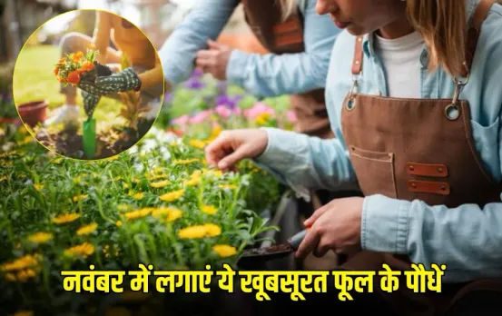 Winter Flowers Gardening Tips: नवंबर में लगाएं ये खूबसूरत फूल के पौधें, सर्दियों में भी आपका गार्डन रहेगा फ्रेश