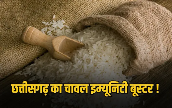 छत्तीसगढ़ के चावल से कैंसर का खतरा हो सकता है कम: कुपोषण से मिलेगी राहत, दुनियाभर में बढ़ रही डिमांड, जानें क्यों है खास