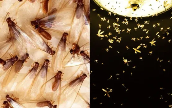 Monsoon Insects Remedy: बारिश में सिर्फ 2 रुपए में पाए कीड़े-मकोड़ों से छुटकारा, घर से रहेंगे कोसों दूर
