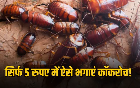 Kitchen Cockroach Removal: बारिश में सिर्फ 5 रुपए में भागेंगे कॉकरोच, अपनाएं ये घरेलू नुस्खा, तुरंत मिलेगा छुटकारा