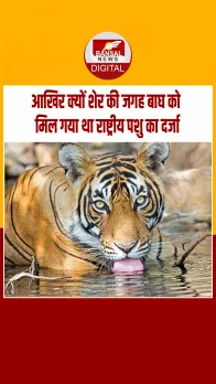 आज का इतिहास: शेर से टाइगर तक, 1972 में रॉयल बंगाल टाइगर बना भारत का राष्ट्रीय पशु