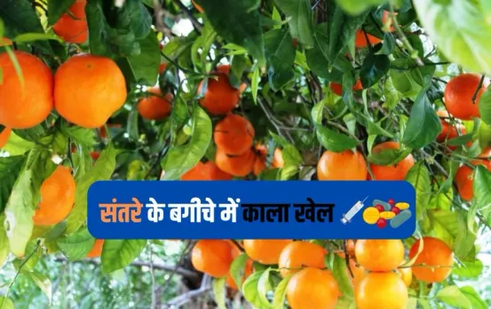 संतरों के बगीचे में ड्रग बनाने का कारोबार: नारकोटिक्स ब्यूरो ने किया खुलासा, छापे में लाखों का सामान जब्त