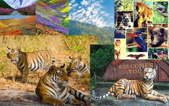 Travel: अक्टूबर में घूमने का प्लान बना रहे हैं? जरूर जाएं भारत के ये टॉप 10 जंगल सफारी डेस्टिनेशन, यादगार रहेगी ट्रिप