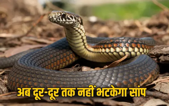 Snake Repellent Plants: बारिश में सांपों से लगता है डर? तो बगीचे में लगाएं ये हर्बल और कांटेदार पौधे, घर से रहेंगे दूर