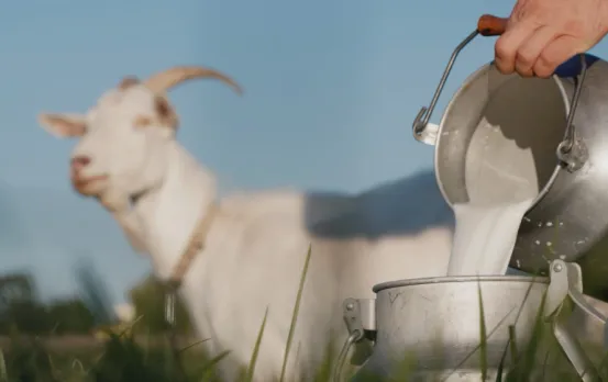 डेंगू में बकरी के दूध के फायदे: डेंगू होने पर क्यों दी जाती है बकरी का दूध पीने की सलह, क्या है वजह?