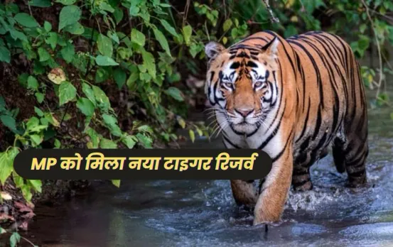 झीलो की नगरी बनी टाइगर राजधानी: रातापानी सेंचुरी का सफर नए रूटों से, शुल्क देकर अपने वाहन से जा सकेंगे