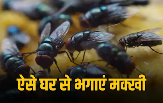 Rainy Season Hygiene Tips: मानसून में मक्खियों से हैं परेशान? अपनाएं ये असरदार घरेलू उपाय