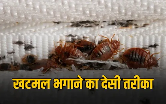 Bedbugs Home Remedy: खटमल से छुटकारा पाने के लिए नहीं चाहिए महंगे तरीके, सिर्फ 2 रुपर में तैयार करें ये घरेलू नुस्खा