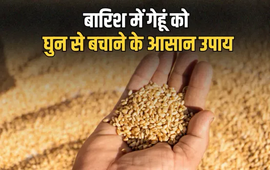 Baarish Mein Gehu Ko Ghun Se Bachane Ke Upay