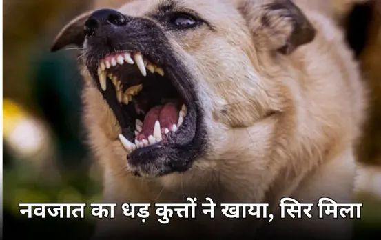 भोपाल में नवजात का शव मिला: कुत्तों ने चबा लिया धड़, पुलिस को सिर्फ सिर मिला, लड़का या लड़की नहीं हुई पहचान