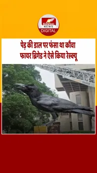 Delhi: मंडी हाउस में पेड़ पर फंसे कौवे का रेस्क्यू, फायर ब्रिगेड ने दिखाई संवेदनशीलता
