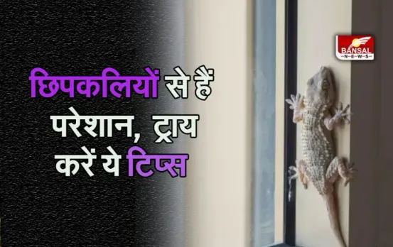 Lizard Repellent Home Remedies: छिपकलियों ने घर में मचा रखा है आतंक? इन घरेलू नुस्खों से तुरंत पाएं छुटकारा