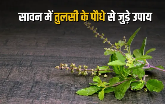 Vastu Tips for Tulsi