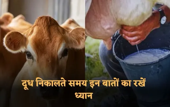 Mastitis Disease: बरसात में गाय-भैंस को थनैला बीमारी से बचाने के उपाय, दूध निकालते समय इन बातों का रखें ध्यान