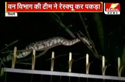 जिला कचहरी में निकला 12 फुट लंबा अजगर, रेस्क्यू कर वन विभाग ने जंगल में छोड़ा