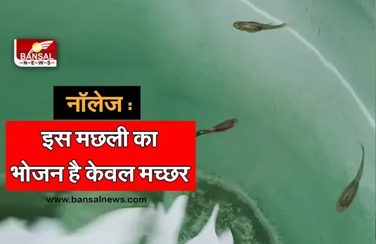 knowledge Guppy Fish : इन्हें भोजन में चाहिए मच्छरों का लार्वा, रह सकती हैं कहीं भी, जानिए गप्पी फिश के बारे में वह सब कुछ जो आप जानना चाहते हैं।
