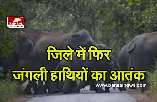 CG News: जिले में फिर जंगली हाथियों ने मचाया आतंक, धान की फसल की बर्बाद