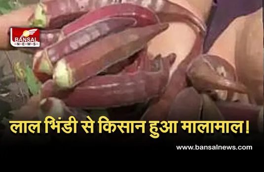 bhindi-rs-800-kg-bhopal : लाल भिंडी से किसान हुआ मालामाल, भोपाल में उपजी ऐसी भिंडी, जिसकी कीमत 800 रूपए प्रति किलो!