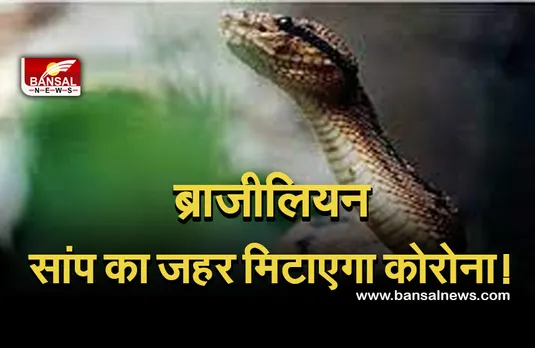Coronavirus Studie jararacussu pit viper : सांप के जहर से होगा कोरोना का इलाज! शोधकर्ताओं को मिली चौंकाने वाली जानकारी।