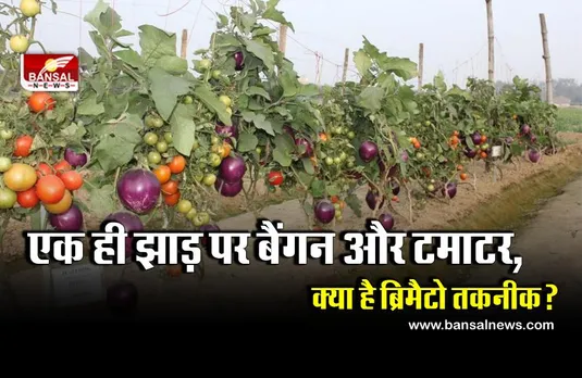 ICAR के वैज्ञानिकों ने किया कमाल, अब एक ही पौधे पर उगाएंगे बैंगन और टमाटर!