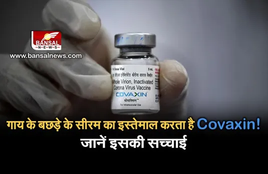 Covaxin में होता है गाय के बछड़े के सीरम का इस्तेमाल!, जानिए इस दावे की सच्चाई