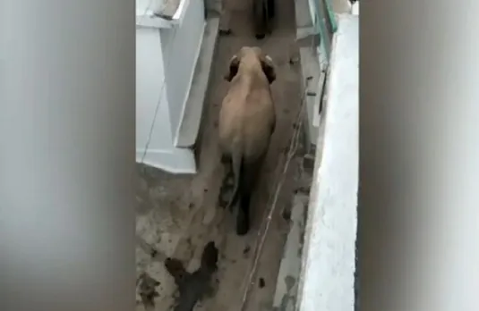 सामुदायिक स्वास्थ्य केंद्र के बाहर दिखे 'गजराज', गलियों में घूमते 2 हाथी