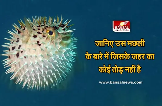 Deadly fish: इस मछली का जहर एक बार में 30 लोगों की जान ले सकता है, यह साइनाइड से भी 1500 गुना ज्यादा जहरीली होती है