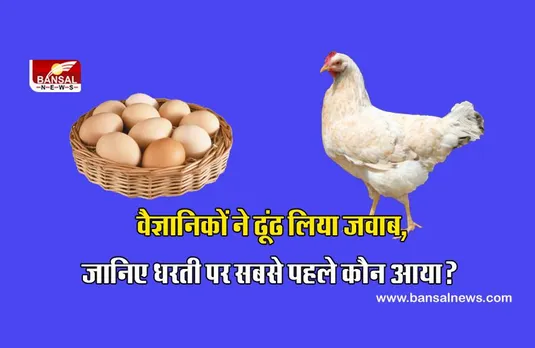 Egg came First or Hen: पता चल गया,  मुर्गी और अंडे में सबसे पहले कौन आया, लंबे रिसर्च के बाद वैज्ञानिकों ने किया ऐलान