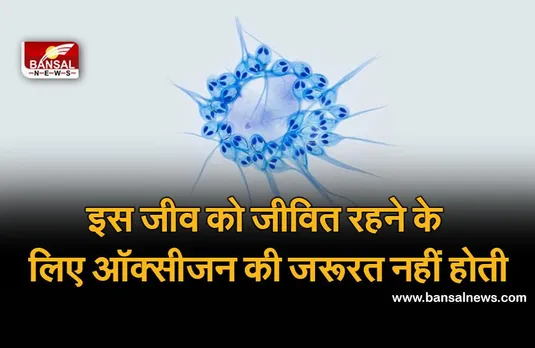 H. Salminicola: ऑक्सीजन के बिना भी जीवित रह सकता है यह जीव!, धरती पर इसे माना जाता है इकलौता