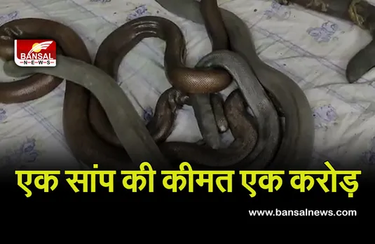 Indore Red Sand Boa 5 Snake : 5 करोड़ के सांप लेकर घूम रहे लोगों को पुलिस ने पकड़ा, दवा बनाने में किया जाता इनका प्रयोग!