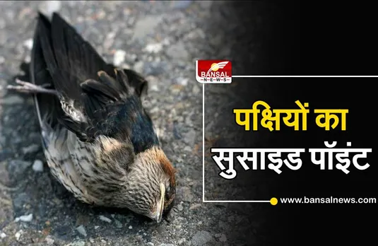 Jatinga Valley: इस जगह पर हजारो पक्षी एक साथ करते हैं आत्महत्या, जानिए 'जतिंगा वैली' की रोचक कहानी