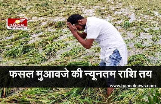 MP Cabinet Meeting Decision :किसानों के हित में कैबिनेट का बड़ा फैसला, जंगली जानवर के नुकसान पहुंचाने पर भी मिलेगा मुआवजा