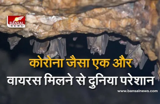 Marburg virus: कोरोना जैसा एक और वायरस मिलने से दुनिया परेशान, संक्रमित होने के बाद शरीर के विभिन्न छिद्रों से खून बहने लगता है