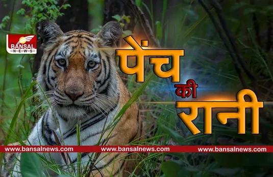 International Tiger Day: पेंच की रानी 'सुपर-मॉम' की कहानी, 8 बार शावकों को जन्म देने का है विश्व रिकॉर्ड