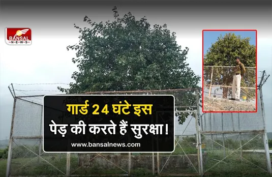 The Bodhi Tree in MP: VIP व्यक्ति की तरह की जाती है इस पेड़ की सुरक्षा, आता है 12-15 लाख का सालाना खर्च!