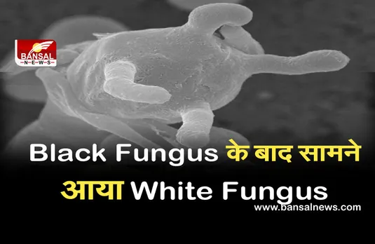 White Fungus: ब्लैक फंगस से ज्यादा खतरनाक है व्हाइट फंगस, जानें कैसे करता है शरीर पर अटैक