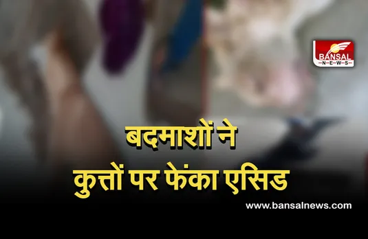 Ujjain Dog Acid Attack: इंसानियत की हदें की पार, आधा दर्जन से ज्यादा स्ट्रीट डॉग्स के मुँह पर तेजाब छिड़ककर की हत्या, पशु प्रेमियों में आक्रोश
