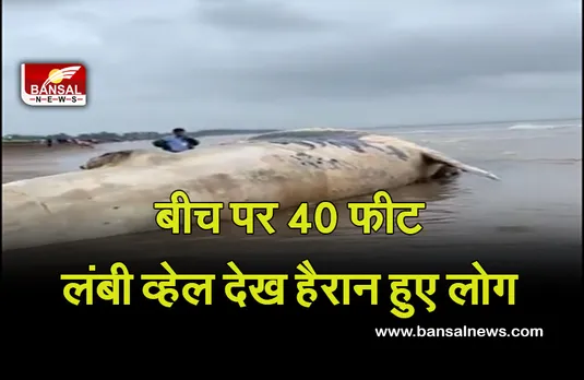Maharastra Whale Fish: समुद्र किनारे बहकर आई 30,000 किलो की व्हेल मछली, सेल्फी लेने लोगोें की उमड़ी भीड़