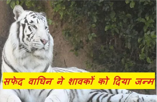 Gwalior News: सफेद वाघिन मीरा ने जन्मे दो नन्हे शावक, संक्रमण से बचाने के लिए किए जा रहे ये उपाय