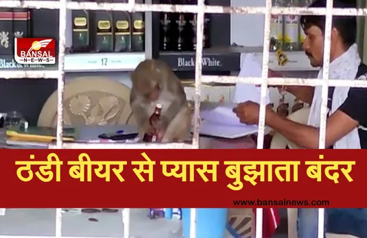 Ajab Gajab News: प्यास बुझाने शराब की दुकान में पहुंचा बंदर, गटागट खींच गया ठंडी बीयर, देखें वायरल वीडियो...