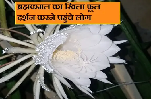 अपनी विशेषताओं की वजह से दुनियाभर में मशहूर ब्रह्मकमल पुष्प भोपाल में ​खिला, दर्शन के लिए पहुंचे लोग