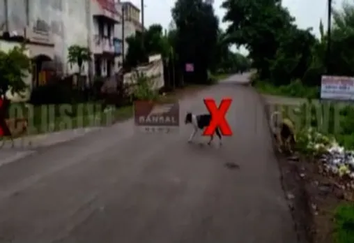 रायपुर में कुत्तों का आतंक: दो दिन में कुत्तों ने दो बच्चों पर किया हमला