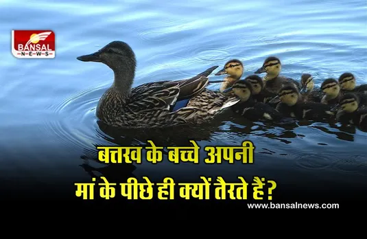 आखिर बत्तख के बच्चे अपनी मां के पीछे ही क्यों तैरते हैं? रिसर्च में हुआ चौंकाने वाला खुलासा