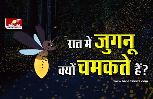 जुगनू सिर्फ रात में ही क्यों चमकते हैं? जानिए इसके पीछे की वजह