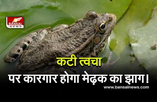 Frog Foam : मेढ़क का झाग सही करेगी आपकी त्वचा, रॉयल सोसाइटी ओपन साइंस का दावा