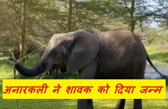 Anarkali Gave Birth: बांधवगढ़ राष्ट्रीय उद्यान की 