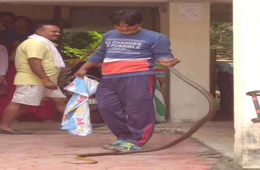 कॉलोनी में 10 फीट का घोड़ा पछाड़ निकला सांप, सर्प विशेषज्ञ ने पकड़ा