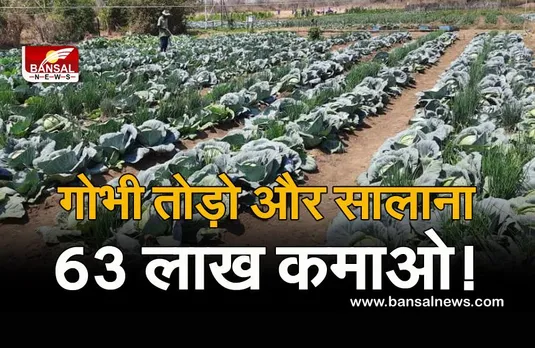 पत्ता गोभी और ब्रोकली तोड़कर कमाएं सालाना 60 लाख रुपए!, जानिए क्या है पूरा मामला